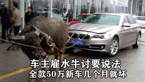 9.9万买到报废车 车主用牛拉车维权,报废车卖给黄牛