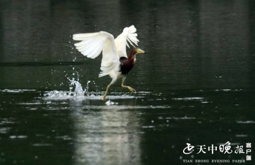 沧州鸟市最新探秘，与自然共舞，寻找内心的宁静乐土（11月7日最新地址）