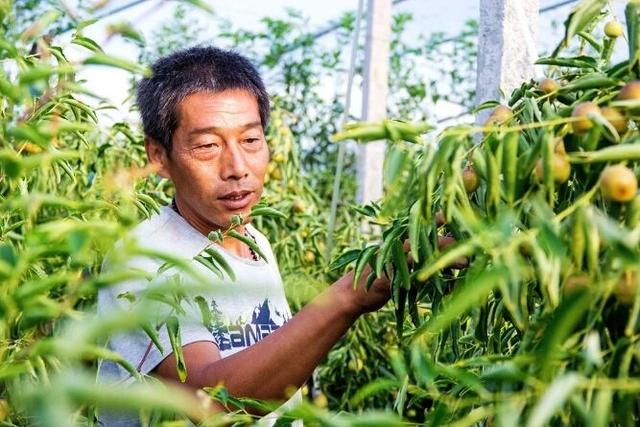 11月8日大荔冬枣丰收季，见证学习的力量