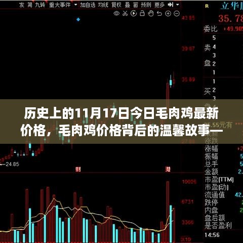 毛肉鸡价格背后的故事，探寻11月17日的奇遇与温馨故事