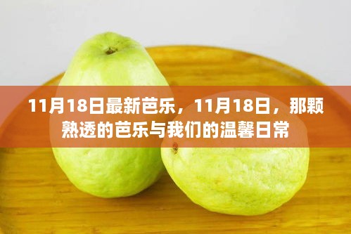 11月18日熟透芭乐，温馨日常的记忆果实