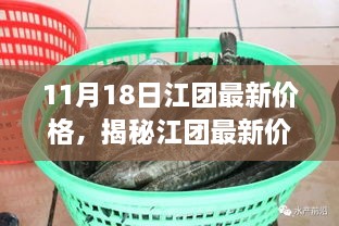 揭秘江团最新价格，11月市场动态解析及江团最新价格报告