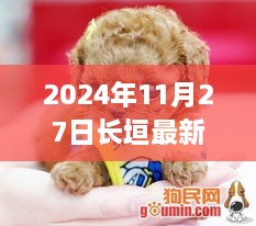 长垣狗市奇遇日，温馨买狗之旅（2024年11月27日）