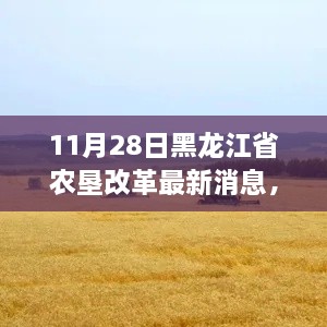 黑龙江省农垦改革最新动态解析，聚焦最新动向与消息解读（11月28日更新）