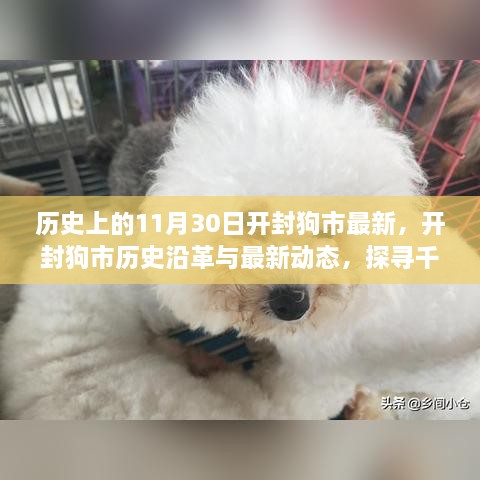 开封狗市的历史沿革与最新动态，探寻千年古城中的宠物情缘纪实🐾