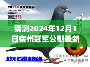 宿州冠军公棚最新公告预测与展望，2024年12月1日的展望