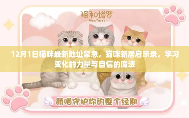 猫咪新居启示录，变化的力量与自信的魔法，最新地址紧急揭秘