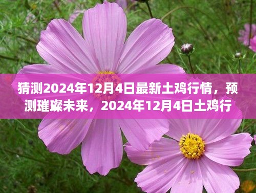 2024年12月4日土鸡行情展望，预测璀璨未来