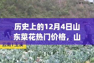 山东菜花情缘，温馨价格记忆回顾，历年12月4日热门价格解析