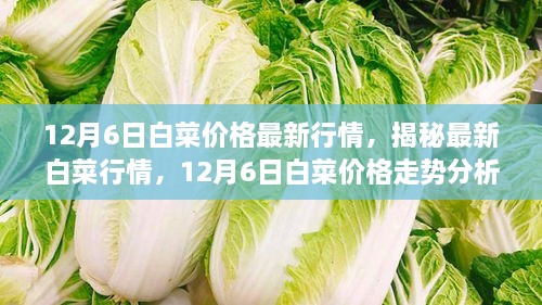 12月6日白菜价格最新行情，揭秘最新白菜行情，12月6日白菜价格走势分析