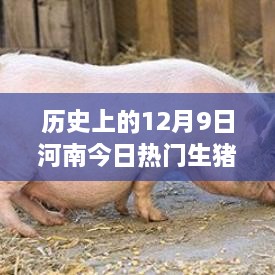 12月9日河南生猪价格风云，猪市奇遇记与温馨故事