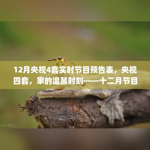 央视四套十二月节目预告，家的温馨与友情故事