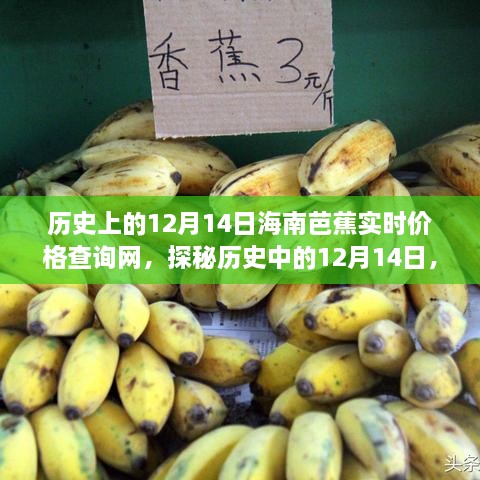 探秘历史中的海南芭蕉实时价格查询网，揭秘背后的故事与12月14日的特殊意义