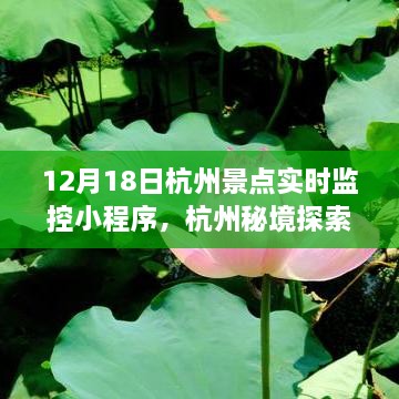 杭州秘境探索，实时景点监控小程序引领自然之旅（12月18日）