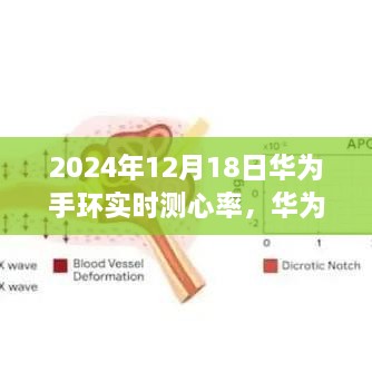 华为手环实时心率监测功能深度体验与竞品对比，2024年视角的评测报告