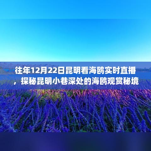 探秘昆明海鸥观赏秘境，12月22日直播独家呈现