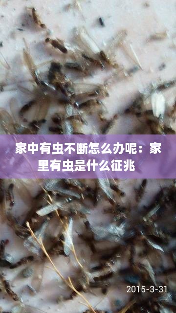 家中有虫不断怎么办呢：家里有虫是什么征兆 