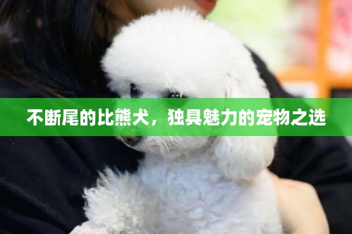 不断尾的比熊犬，独具魅力的宠物之选