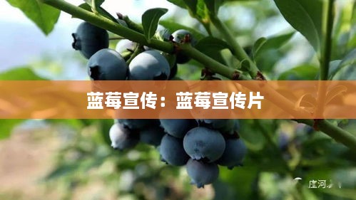 蓝莓宣传：蓝莓宣传片 