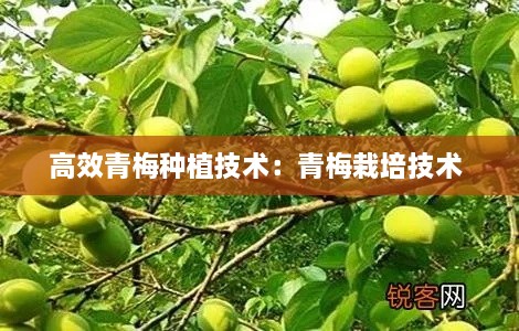 高效青梅种植技术：青梅栽培技术 