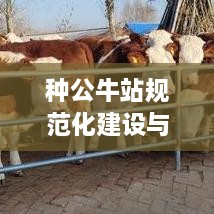 种公牛站规范化建设与管理，打造高效养殖体系的关键之道