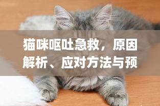 猫咪呕吐急救，原因解析、应对方法与预防指南