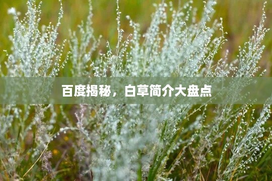 百度揭秘，白草简介大盘点