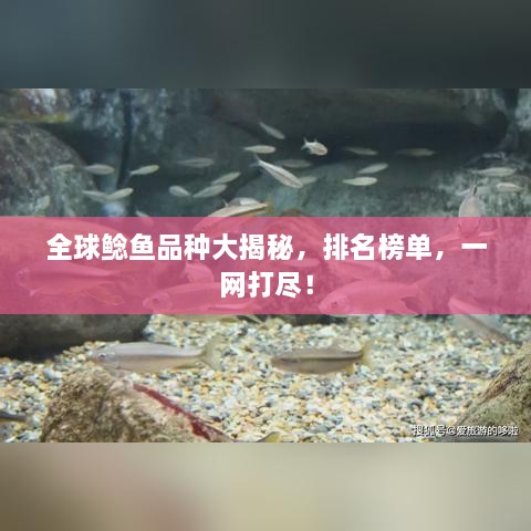 全球鲶鱼品种大揭秘，排名榜单，一网打尽！