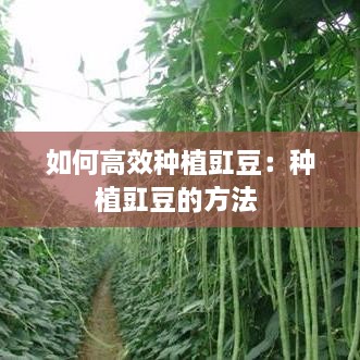 如何高效种植豇豆：种植豇豆的方法 