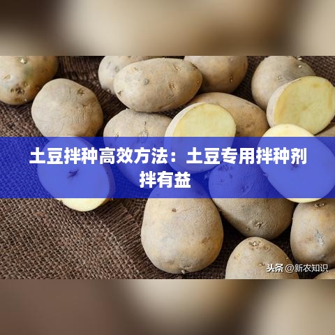 土豆拌种高效方法：土豆专用拌种剂拌有益 