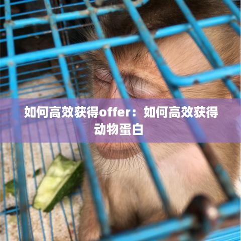 如何高效获得offer：如何高效获得动物蛋白 