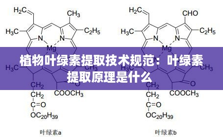 植物叶绿素提取技术规范：叶绿素提取原理是什么 