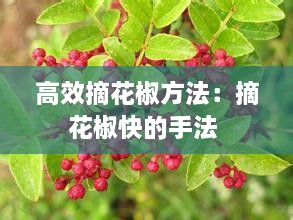 高效摘花椒方法：摘花椒快的手法 