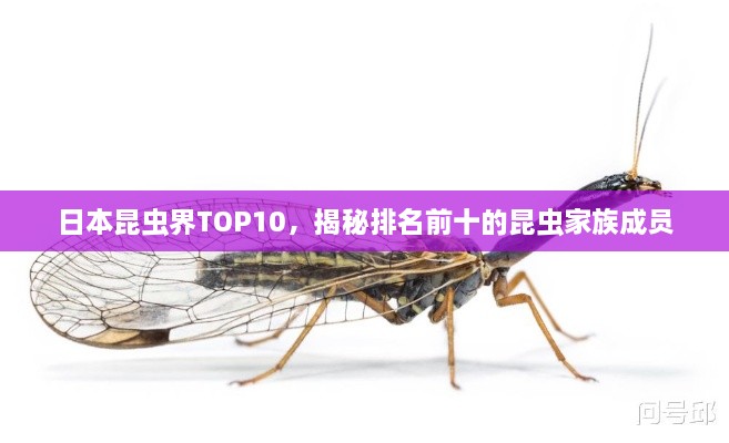 日本昆虫界TOP10，揭秘排名前十的昆虫家族成员