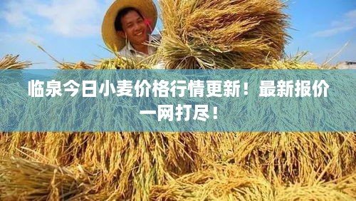 临泉今日小麦价格行情更新！最新报价一网打尽！