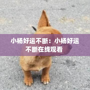 小杨好运不断：小杨好运不断在线观看 