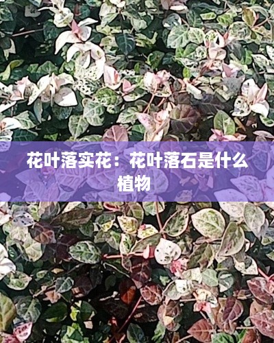 花叶落实花：花叶落石是什么植物 