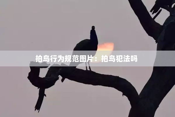 拍鸟行为规范图片：拍鸟犯法吗 