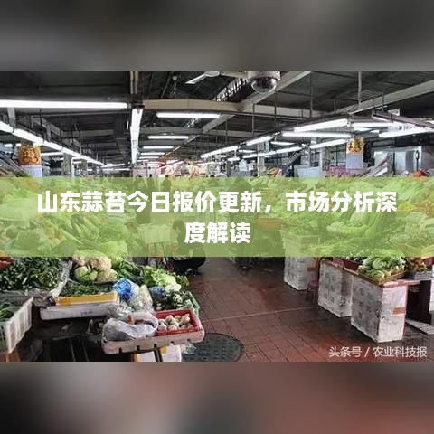 山东蒜苔今日报价更新，市场分析深度解读