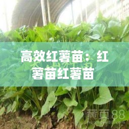 高效红薯苗：红薯苗红薯苗 