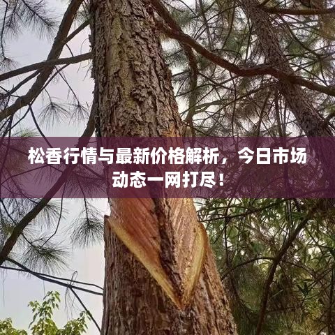 松香行情与最新价格解析，今日市场动态一网打尽！