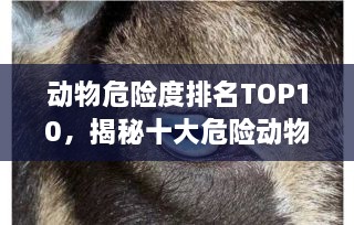 动物危险度排名TOP10，揭秘十大危险动物！