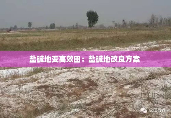 盐碱地变高效田：盐碱地改良方案 