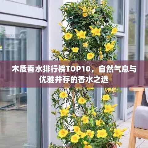 木质香水排行榜TOP10，自然气息与优雅并存的香水之选