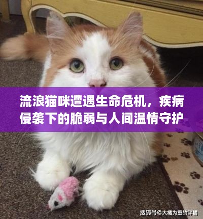 流浪猫咪遭遇生命危机，疾病侵袭下的脆弱与人间温情守护