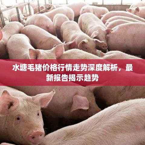 水塘毛猪价格行情走势深度解析，最新报告揭示趋势