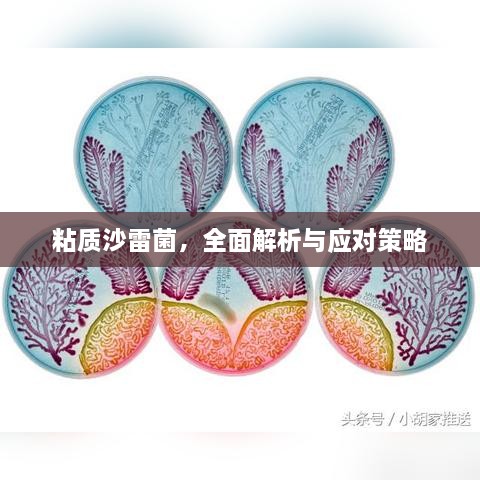 粘质沙雷菌，全面解析与应对策略