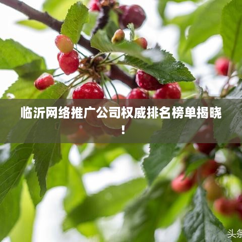 临沂网络推广公司权威排名榜单揭晓！