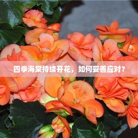 四季海棠持续开花，如何妥善应对？