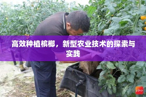 高效种植槟榔，新型农业技术的探索与实践